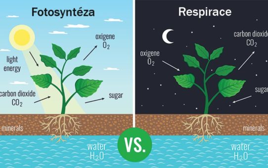 Fotosyntéza a respirace (buněčné dýchání) znázorněné dvěma malovanými obrázky na kterých je rostlina ve dne a v noci přijímající oxid uhličitý vylučující kyslík spotřebovávající cukr a minerály a vodu a podobné výměny či spotřeby, zdroj: shutterstock
