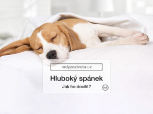 Na fotografii roztomilý spící pes ležící na posteli a přikrytý pokrývkou se spokojeným výrazem ilustrující dobrý spánek, zdroj: shuttestock, použití na webu: radyzezivota.cz