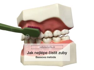 Zubní kartáček ilustrativně ukazuje Bassovu metodu na umělých zubech | Jak nejlépe čistit zuby - Bassova metoda | Rady ze života doporučují