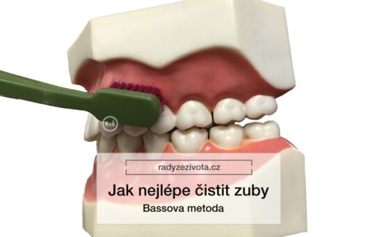 Zubní kartáček ilustrativně ukazuje Bassovu metodu na umělých zubech | Jak nejlépe čistit zuby - Bassova metoda | Rady ze života doporučují