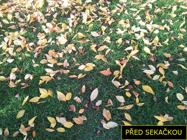PŘED SEKÁNÍM